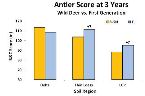 Comparison of antler B&amp;C score at 3 years of wild deer versus first generation. In the Delta, first-generation deer antlers were about 2 inches smaller than wild. In the thin loess and lower coastal plain regions, first-generation antlers were 7 inches larger than wild. 