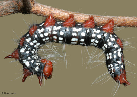 This azalea leaf caterpillar has black, white, and red markings.