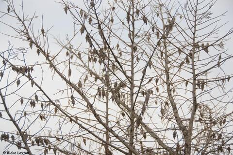 Heavy infestations of evergreen bagworms can cause serious damage to Leyland cypress and other non-pine needle-bearing evergreens like junipers, and cedars, and bagworms sometimes damage Indian hawthorn.