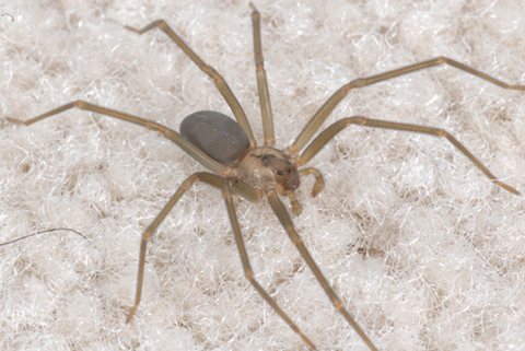 Brown recluse spider
