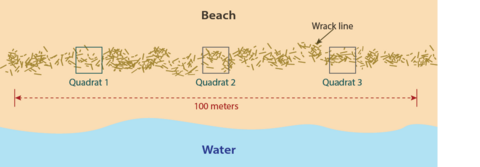 Three equally spaced quadrats are set up along the wrack line on a 100-meter length of beach.
