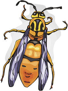 Illustration of a hornet with a yellow and black pattern on thorax and a yellow abdomen with an irregular shaped black ring. It is resting in an upright position.