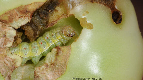 An image of a tomato fruitworm feeding on a tomato.