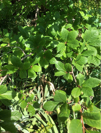 several groups of about 4 leaves on a black gum tree.