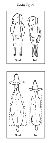 Drawing comparing good and bad body types. Good goat bodies are taller and wider with front legs placed squarely under the body. From above, a good body type is triangular from neck to rump. A bad body type is rectangular.
