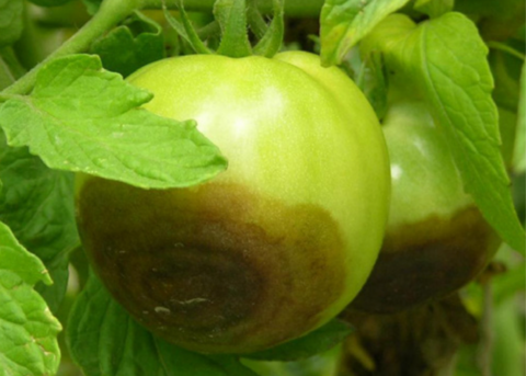 Buckeye rot in green tomato.