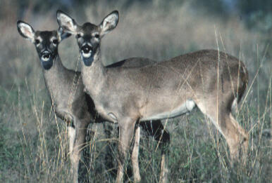 A &quot;nubbin&quot; buck and a yearling doe.