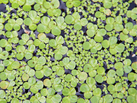 Stand of round, green, leaflike petals on the surface of a waterbody.