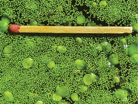 Watermeal and duckweed growing together in a pond. Duckweed leaves are very small, but watermeal leaves are a fraction of their size.