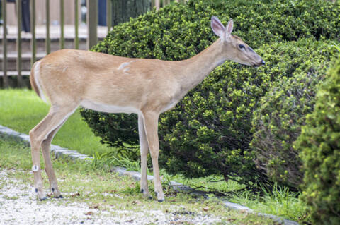 Deer grazing a bush in a yard.
