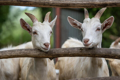 Two white goats look out of an enclosure.