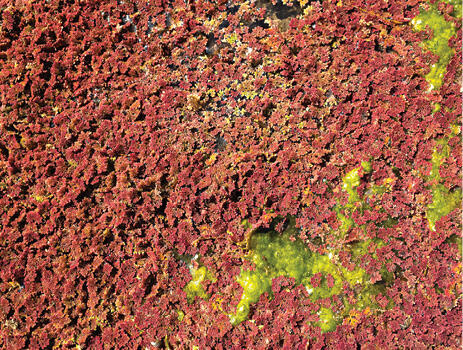 A dense stand of reddish vegetation.