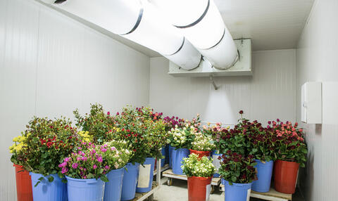 Buckets of fresh flowers in a cooler.