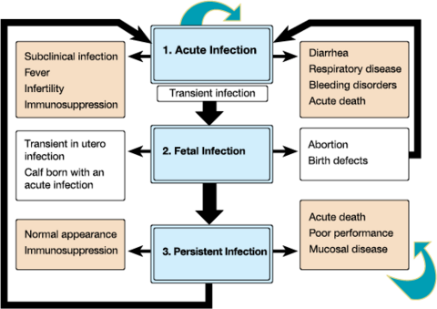 Acute (transient) infection can result in subclinical infection, fever, infertility, immunosuppression, diarrhea, respiratory disease, bleeding disorders, or acute death.Fetal infection can result in transient in utero infection, a calf born with an acute infection, abortion, and birth defects.Persistent infection can result in a normal appearance, immunosuppression, acute death, poor performance, and mucosal disease.