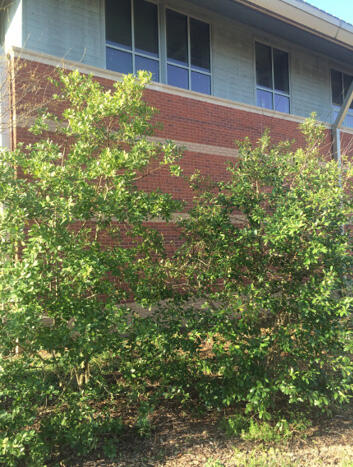 Two cassine holly trees.