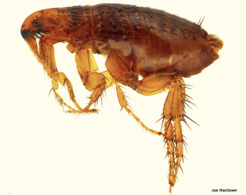 Magnified, detailed photo of a flea.