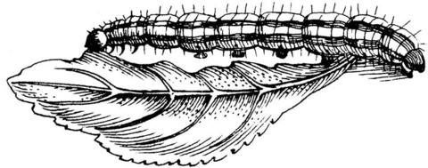 Black and white illustration of a caterpillar on a leaf.