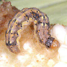 Close-up of a brown worm on corn.