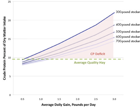 Crude protein requirements increase steadily from 8-10 percent at 0.5 pounds per day to 14-23 percent at 3.0 pounds per day average daily gain. Lighter stockers have the higher CP requirements and heavier stockers the lower requirements. There is a CP deficit at all average daily gains.