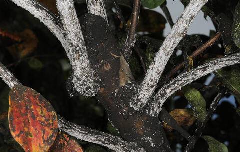 Close-up of a crape myrtle branch with a black substance covering a large portion of the branch. Some leaves with the black substance are also shown.