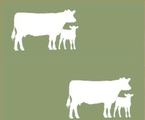 Illustration of continuous stocking grazing method described in the Continuous Stocking section.
