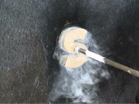 A branding iron in the shape of an S is pressed into an animal with dark hair.