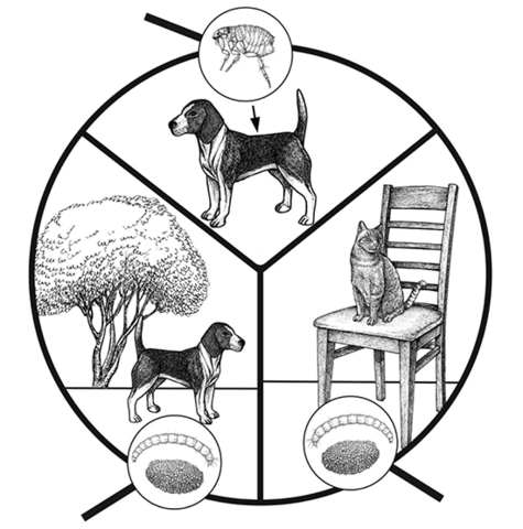 Drawing of a dog in a yard, a cat on a chair inside, and flea adult, eggs, and larva.