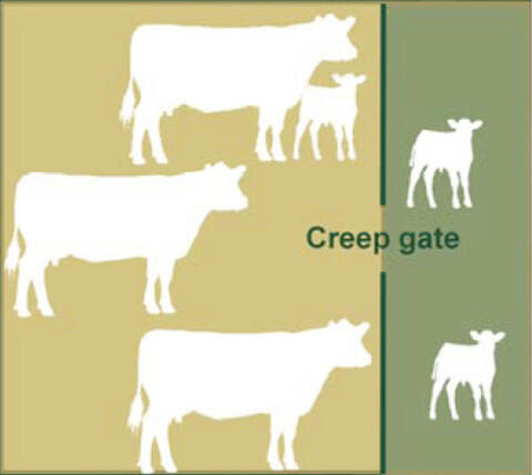Illustration of creep grazing method described in the Creep Grazing section.