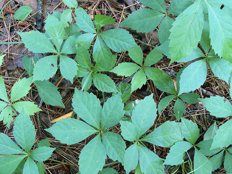 Five-leaflet clusters with pointed, serrated edges.