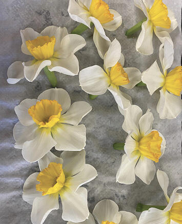 Several cut yellow and white flowers lay on wet paper towel.