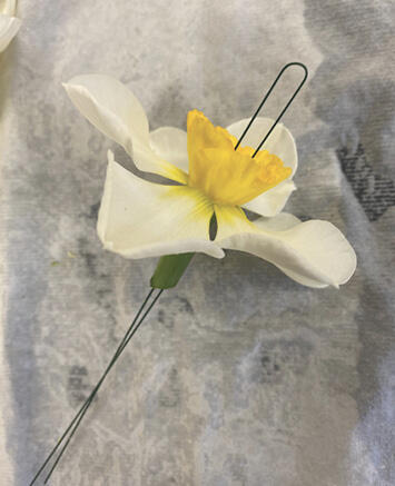 Bent wire runs through a cut yellow and white flower laying on a wet paper towel.