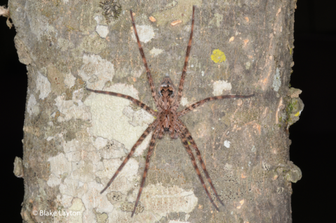A large spider resting on a tree trunk.
