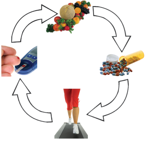 A circular model of the four elements of diabetes control indicates that all four are equally important.