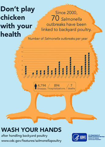 An illustration depicts a large yellow chick with a graph showing the number of Salmonella outbreaks since 2000 and includes text instructions to wash hands after handling backyard poultry.
