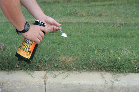 A person holds a spoonful of powder over a fire ant mound.