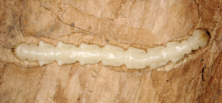 A larvae that has bored into a tree's inner bark.