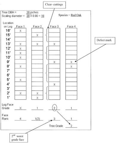 This grading and ranking worksheet shows an example recording of the defects (marked with an x) and clear wood sections. The log is divided into four faces, each face is divided into one-foot sections and defects are marked in each section. Face 1 has 8 defects and 5 clear wood sections from top to bottom (2 feet, 1 foot, 2 feet, 2 feet, and 1 foot long). Face 2 has 4 defects and 3 clear wood sections from top to bottom (1 foot, 1 foot, and 10 feet long). Face 4 has 2 defects and 2 clear wood se