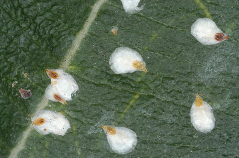 Tiny, white scale insects on a magnolia leaf.
