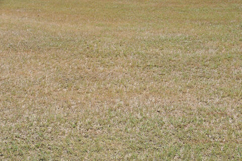 A dead, brown lawn.