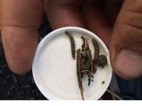 Several small, green caterpillars in a bottle lid.
