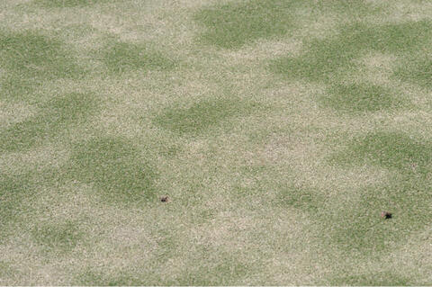 A golf green with large yellow patches of turf.
