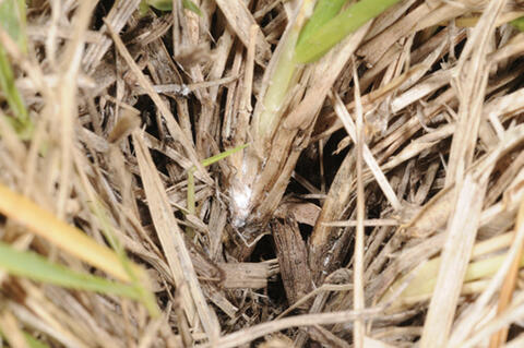 A grass stem with white, cottony material at the base.