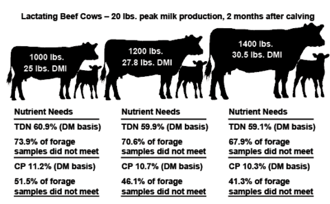 A diagram showing three lactating beef cows two months after calving. The 1,000 lb cow with 25 pound DMI needs a TDN of 60.9% (DM basis), but 73.9% of forage does not meet this need. For the same cow, CP should be 11.2% (DM basis), but 51.5% of forage samples do not meet this need. The 1,200 lb cow with 27.8 pound DMI needs a TDN of 59.9% (DM basis), but 70.8% of forage does not meet this need. For the same cow, CP should be 10.7% (DM basis), but 46.1% of forage samples do not meet this need. Th