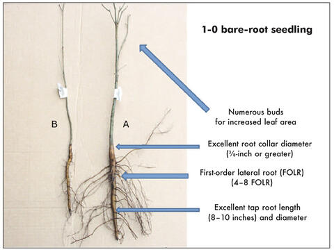 Two 1-0 bare-root seedlings. Seedling A has numerous buds for increased leaf area, excellent root collar diameter, first-order lateral root, and excellent tap root length and diameter. Seedling B is considered poor quality because it lacks the qualities of seedling A.. 