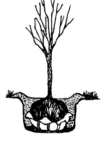A ball and burlap plant sits in the bottom of a hole. The burlap is pulled halfway down the soil ball and the top of the soil ball is level with the top of the hole. A berm encircles the hole.