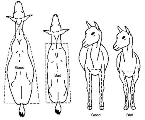 Drawings of good and bad meat goat body types. From overhead, a good body type is triangular, and a bad body type is rectangular. From the front, a good body type is overall larger, and the space between the front legs is wider.