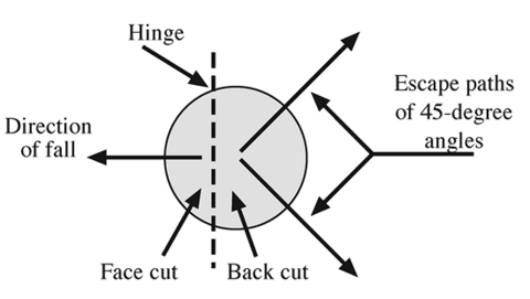From a bird's-eye view, the diagram shows that two escape paths should be established at 45 degree angles from the hinge and on the opposite side of the tree from the face cut and direction of fall to ensure safety.