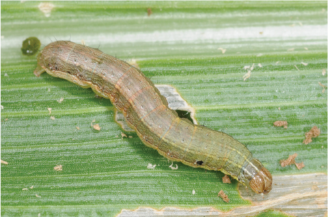 A caterpillar that is pale green with tan stripes. The second caterpillar is almost black with horizontal tan stripes.