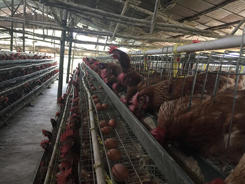 Rows of stacked cages filled with hens and eggs.