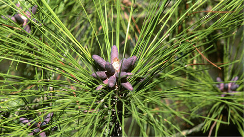 Close-up of a loblolly pine needle cluster with a pollen cone, which has multiple small, brown cones in a starburst arrangement.